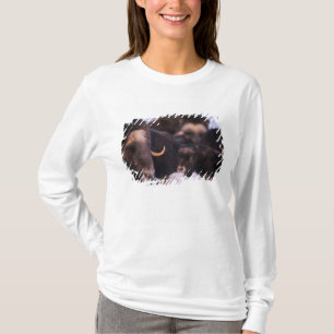 muskusos, Ovibos moschatus, koe met pasgeborene, T-shirt