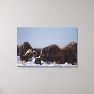 muskusos, Ovibos moschatus, stier en koe Canvas Afdruk
