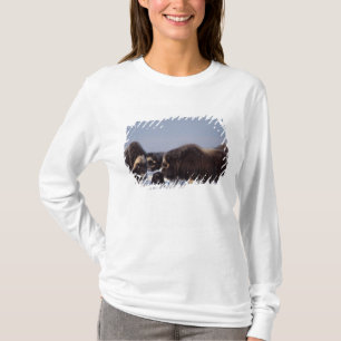 muskusos, Ovibos moschatus, stier en koe T-shirt
