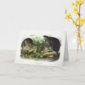 Muskusrat van Audubon's Quadrupeds van Noord-Ameri Kaart (Gele Bloem)