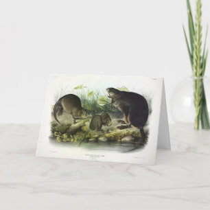 Muskusrat van Audubon's Quadrupeds van Noord-Ameri Kaart