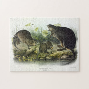 Muskusrat van Audubon's Quadrupeds van Noord-Ameri Legpuzzel