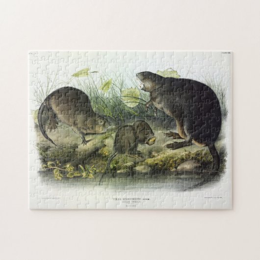 Muskusrat van Audubon's Quadrupeds van Noord-Ameri Legpuzzel (Horizontaal)