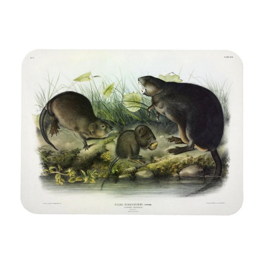 Muskusrat van Audubon's Quadrupeds van Noord-Ameri Magneet (Horizontaal)