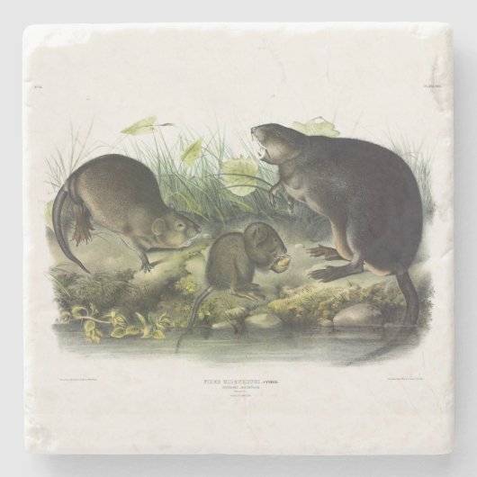 Muskusrat van Audubon's Quadrupeds van Noord-Ameri Stenen Onderzetter (Voorkant)