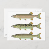 Musky Tiger musky and Northern Pike vector Briefkaart (Voorkant / Achterkant)