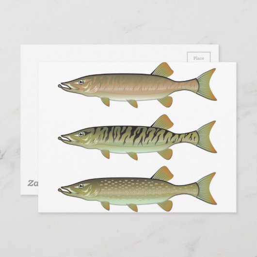 Musky Tiger musky and Northern Pike vector Briefkaart (Voorkant / Achterkant)