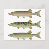 Musky Tiger musky and Northern Pike vector Briefkaart (Voorkant)