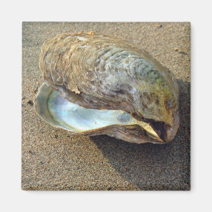 Mussel Seashell Sand Beach Magnet Magneet
