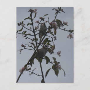 Mussen in Boom met Herfstbloemen Doe-Het-Zelf Ansi Feestdagenkaart