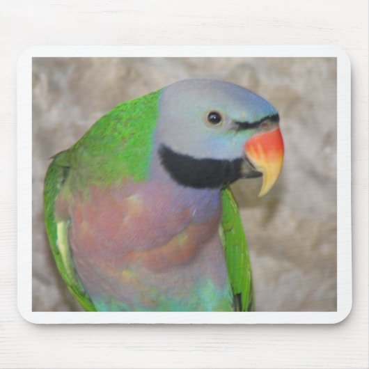 Mustached Parakeet Muismat (Voorkant)