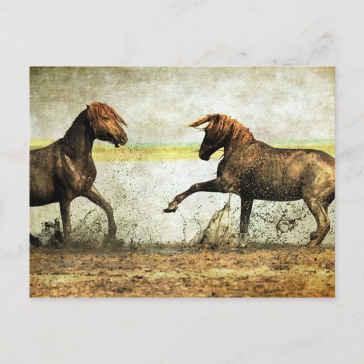 Mustang Battle Briefkaart (Voorkant)