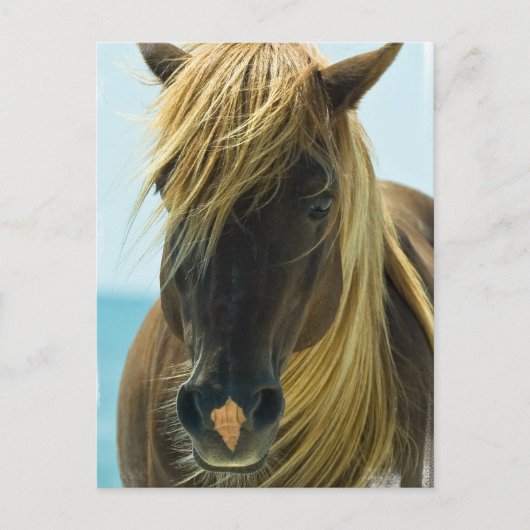 Mustang Briefkaart (Voorkant)