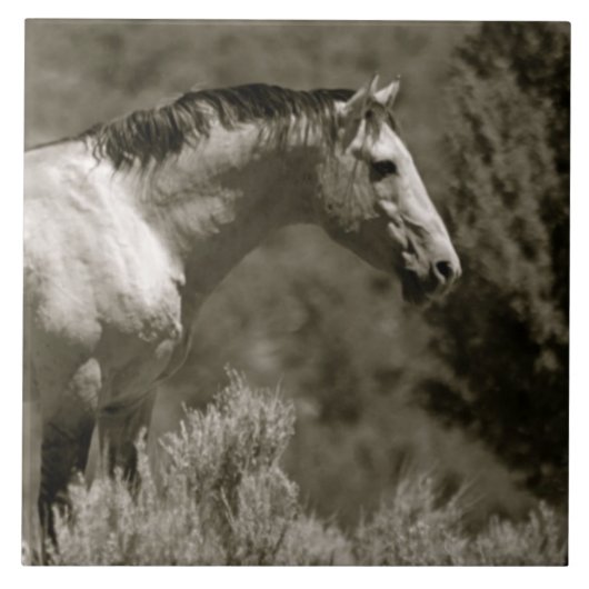  MUSTANG CERAMIC TILE TEGELTJE (Voorkant)