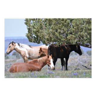 Mustang Charm 19" x 13" Pro. Satin papier photo