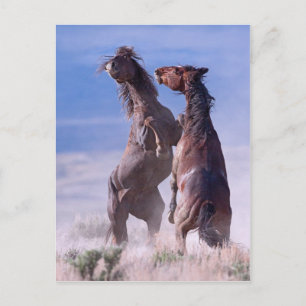 Mustang Fight 2 Briefkaart