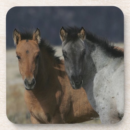 Mustang Foal Headshot Bier Onderzetter (Voorkant)
