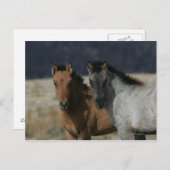 Mustang Foal Headshot Briefkaart (Voorkant / Achterkant)