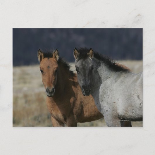 Mustang Foal Headshot Briefkaart (Voorkant)