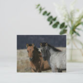 Mustang Foal Headshot Briefkaart (Staand voorkant)