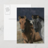 Mustang Foal Headshot Briefkaart (Voorkant / Achterkant)