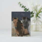 Mustang Foal Headshot Briefkaart (Staand voorkant)