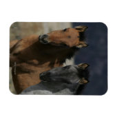 Mustang Foal Headshot Magneet (Horizontaal)