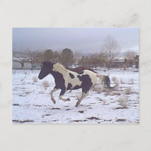 Mustang-geest Briefkaart
