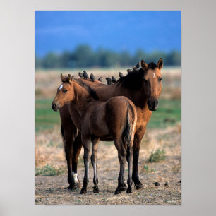 Mustang Mare en kalveren met vogels Poster