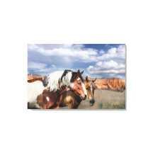 Mustang paarden in het wild, hengst en zijn merrie