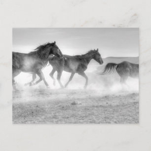 Mustang Run Briefkaart