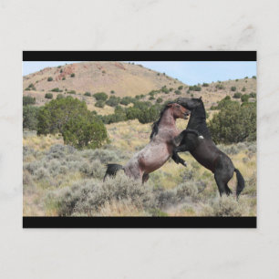 Mustang Waltz Briefkaart