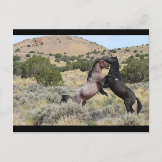 Mustang Waltz Briefkaart