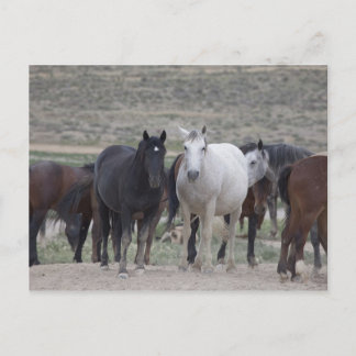 Mustangs van Utah Briefkaart