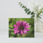 Mutant Osteospermum / Dimorphotheca Briefkaart (Staand voorkant)