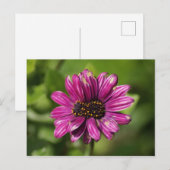 Mutant Osteospermum / Dimorphotheca Briefkaart (Voorkant / Achterkant)