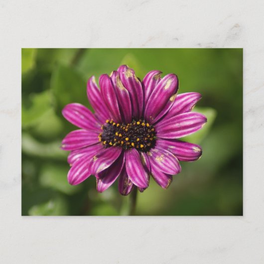 Mutant Osteospermum / Dimorphotheca Briefkaart (Voorkant)
