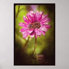 Mutant Osteospermum / Dimorphotheca v.2 Poster