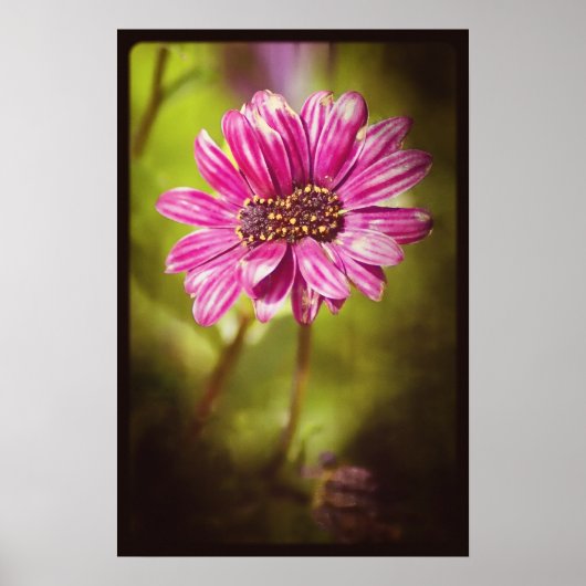 Mutant Osteospermum / Dimorphotheca v.2 Poster (Voorkant)
