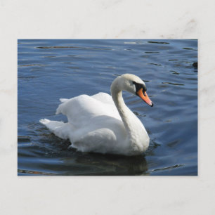 Mute Swan Briefkaart