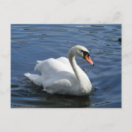 Mute Swan Briefkaart