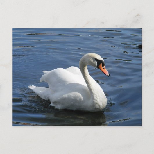Mute Swan Briefkaart (Voorkant)