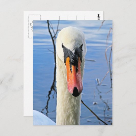 Mute Swan Briefkaart (Voorkant / Achterkant)
