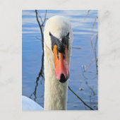 Mute Swan Briefkaart (Voorkant)