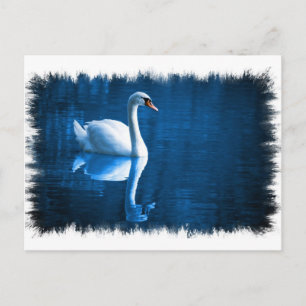 Mute Swan Briefkaart