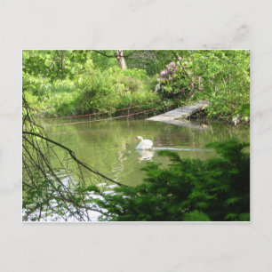 Mute Swan (Cygnus Olor) van Footbridge Briefkaart