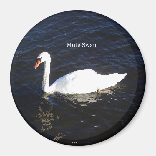 Mute Swan magnet Magneet (Voorkant)