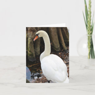 Mute Swan Photo Folded Note Kaart