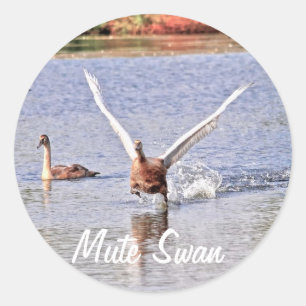 Mute Swan Wildlife Waterfowl Foto Ronde Sticker