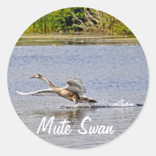 Mute Swan Wildlife Waterfowl Foto Ronde Sticker